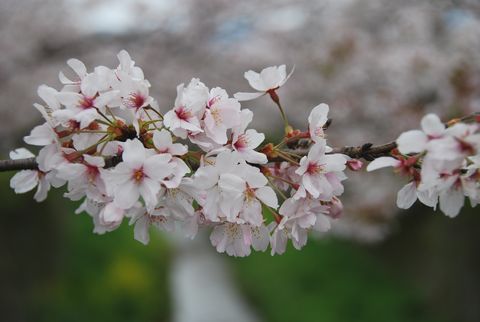 桜の花