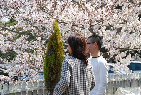 桜の木