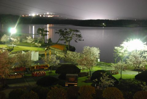 夜桜