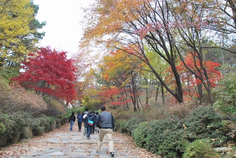 釜山の紅葉