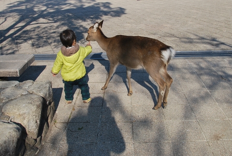 シカ