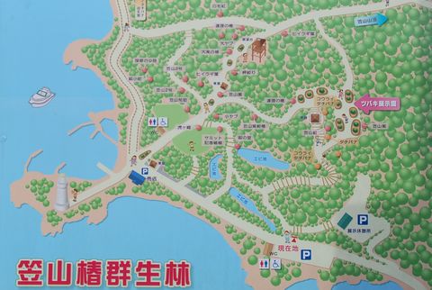 萩市笠山椿群生林