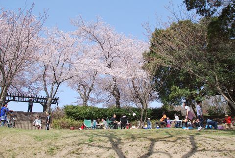 桜の木