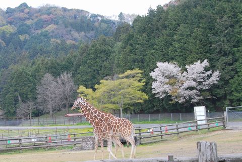 キリン