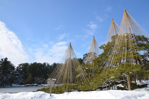 雪吊り