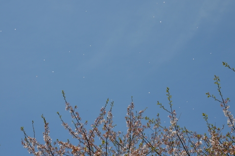 桜吹雪