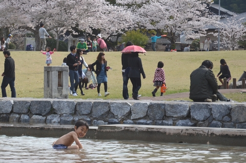 桜