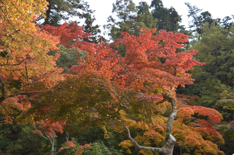 紅葉谷公園