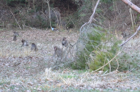 野生猿