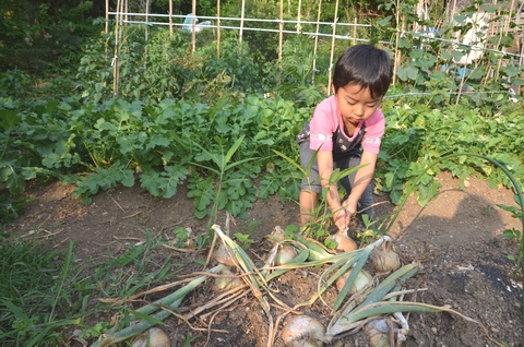 家庭菜園