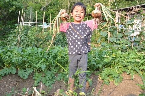 野菜収穫