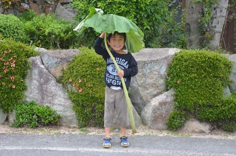 トトロの傘