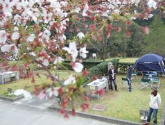 大原湖の桜は見頃を過ぎてました