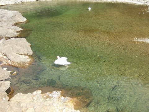 大原湖には数羽の白鳥