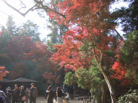 もみじ谷公園