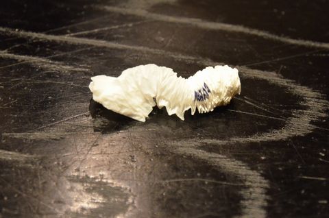 毛虫