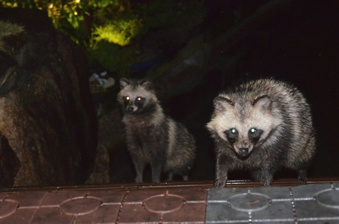 タヌキ