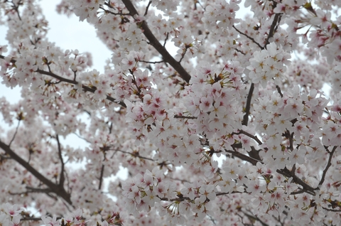 桜