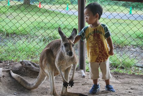 カンガルー